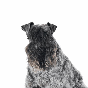 Kerry Blue Terrier puppy