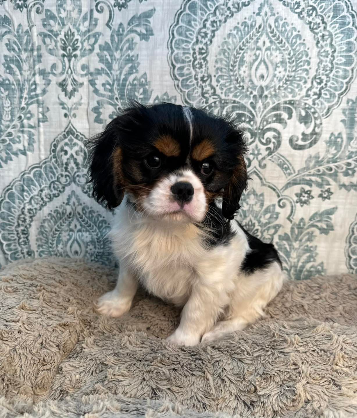 Puppies For Sale Ruckersville & Franklin, VA Tiny Paws