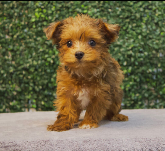 Yorkiepoo-Dog-Female--4666-Tiny Paws