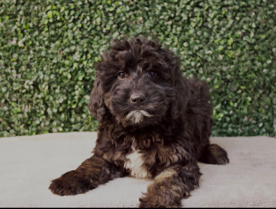 [#2571-03] Black F Poodle Mini/Golden Retriever Puppies for Sale