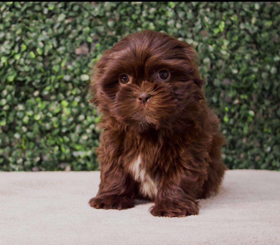 4720- Shih Tzu Image #1