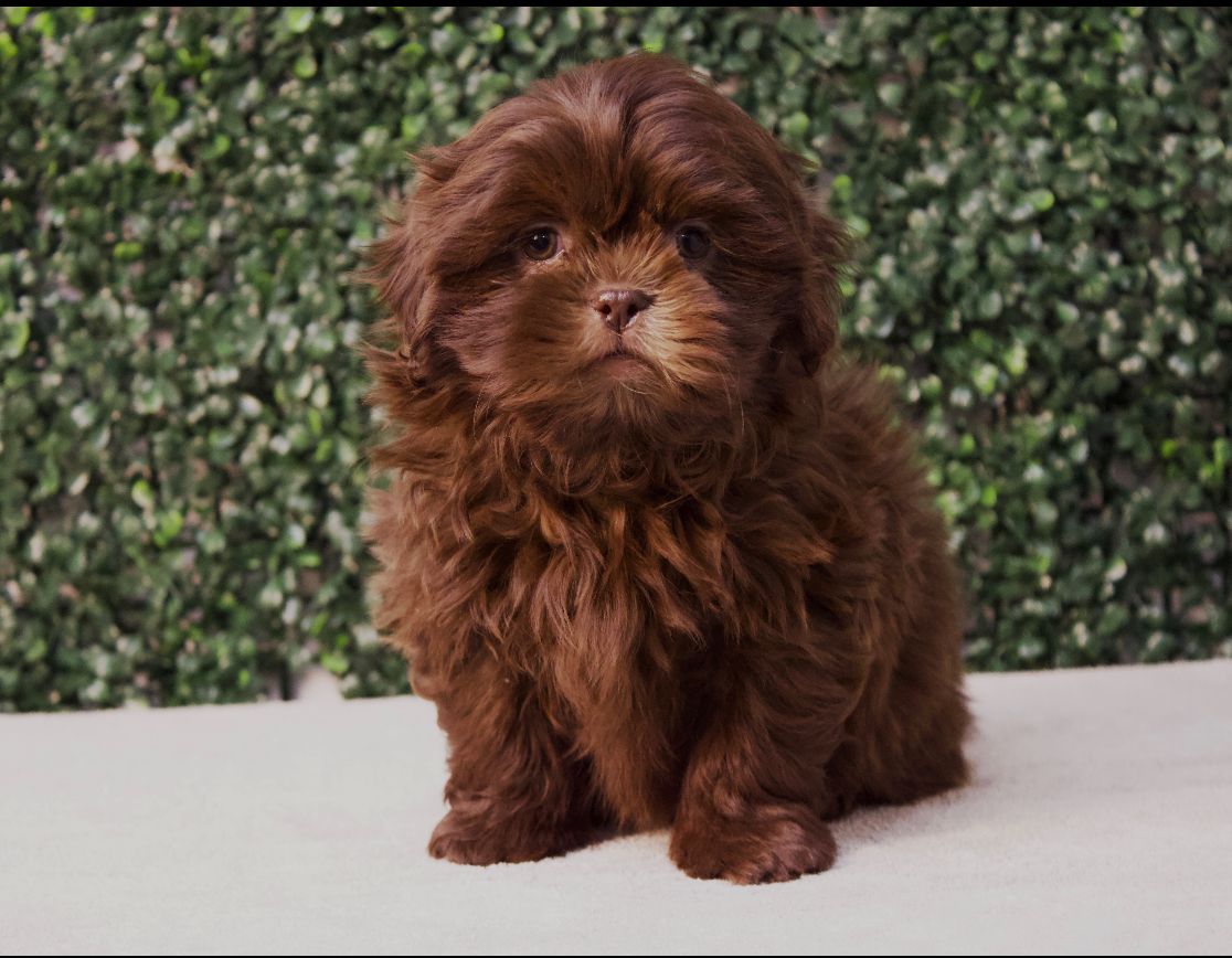4721- Shih Tzu Image #1