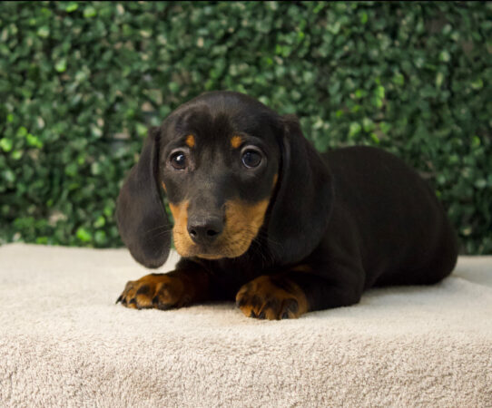 Dachshund-Dog-Male--4729-Tiny Paws