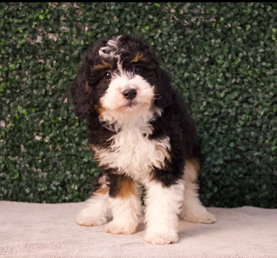 4727-F1B Mini Bernedoodle Image #1