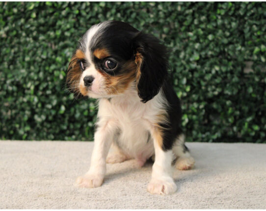 [#2512-03] Blenheim F Cavalier King Charles Spaniel Puppies for Sale