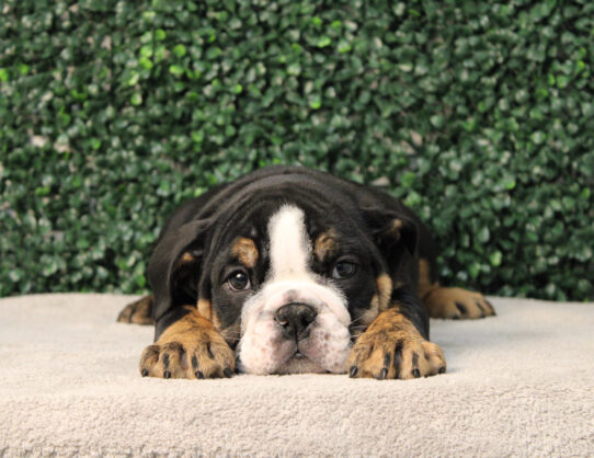 English Bulldog-Dog-Male--4723-Tiny Paws