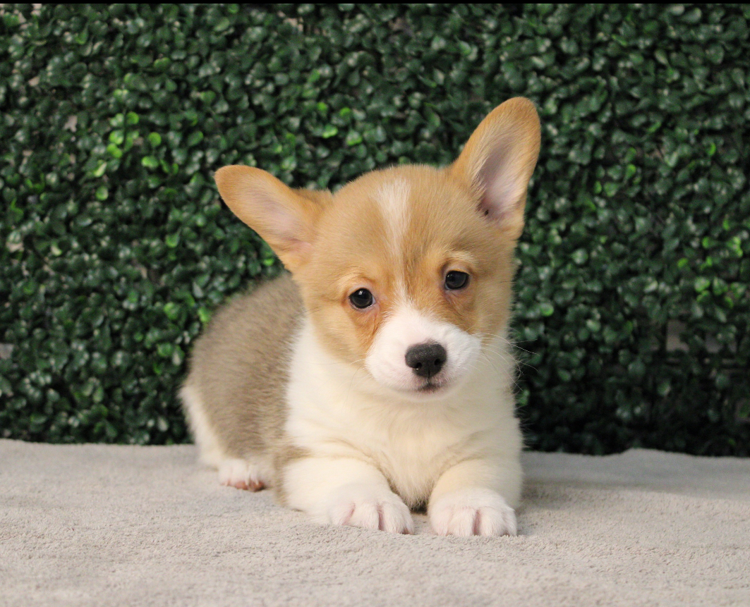 4731-Pembroke Welsh Corgi Image #1