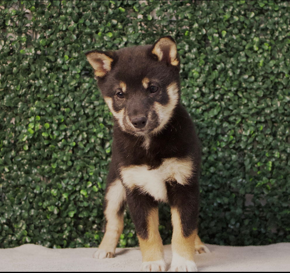 4733-Shiba Inu Image #1