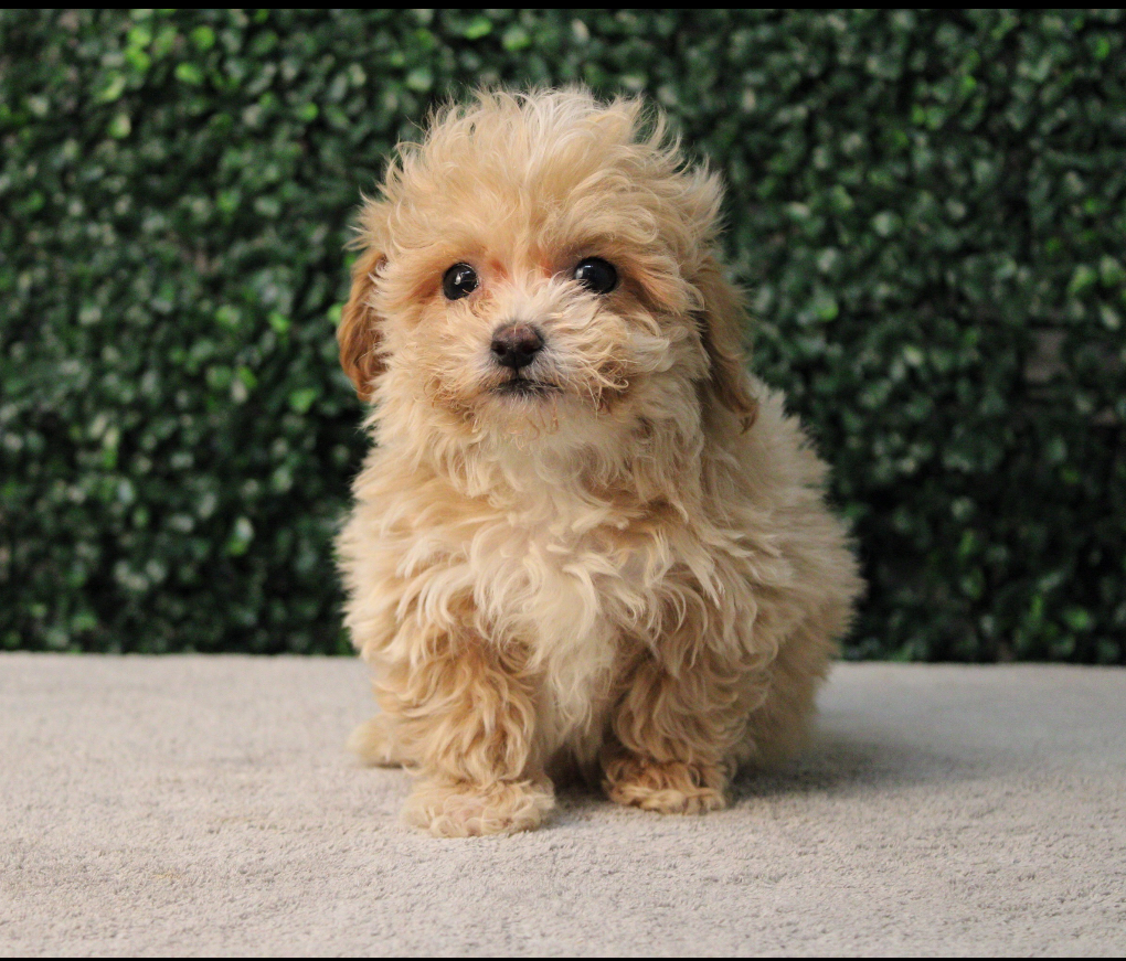 4734-Bichapoo Image #1