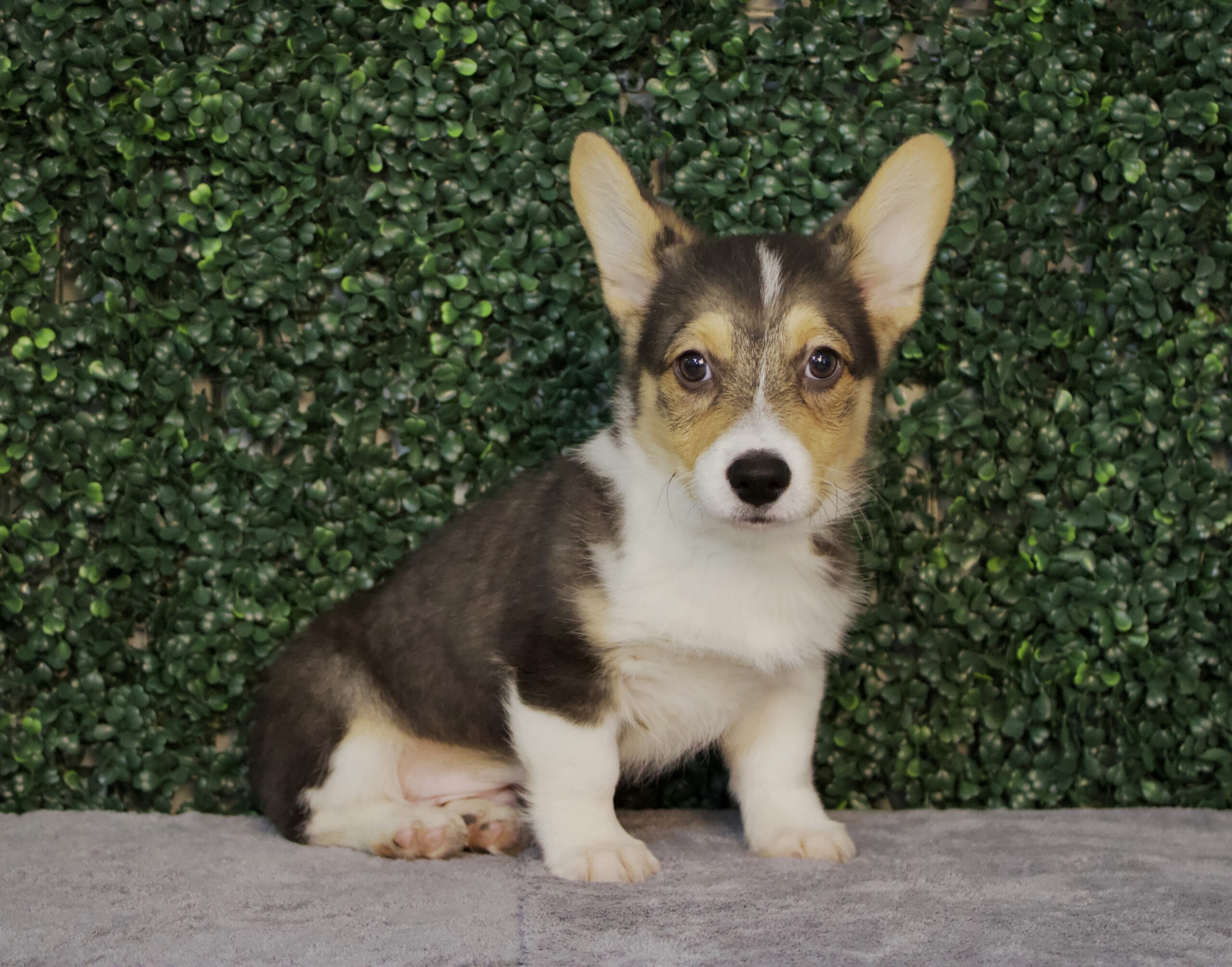 4770-Pembroke Welsh Corgi Image #1