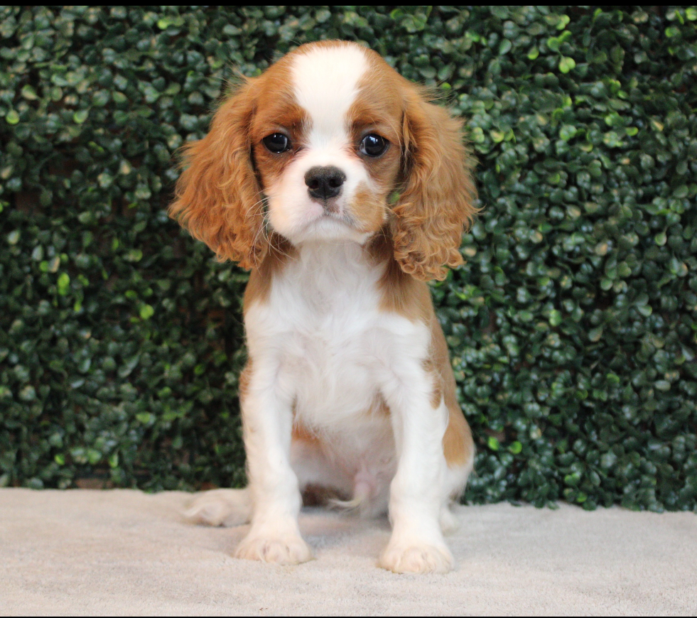 4757- Cavalier King Charles Spaniel Image #1