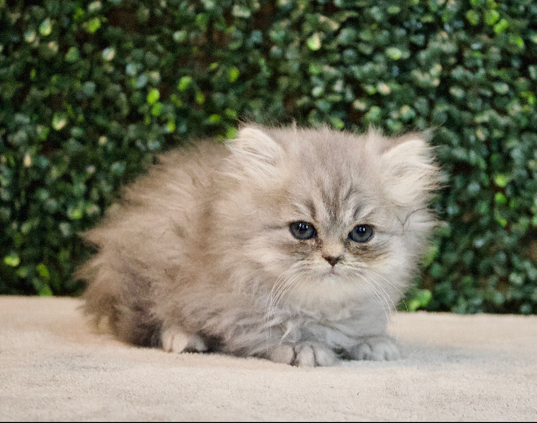Persian - 4745 Image #1