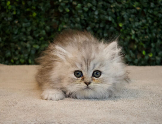 [#2544-03] Gray F Persian Kittens for Sale
