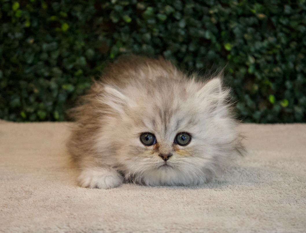 Persian - 4746 Image #1