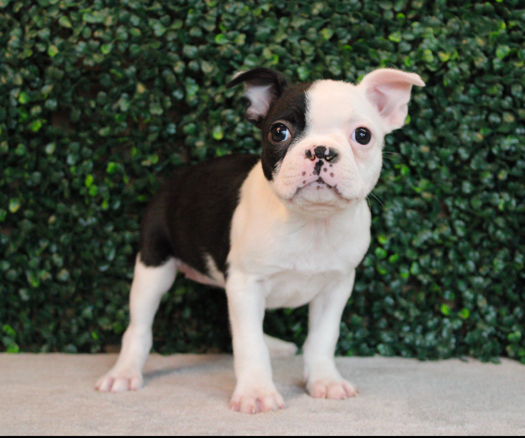4753-Boston Terrier Image #1