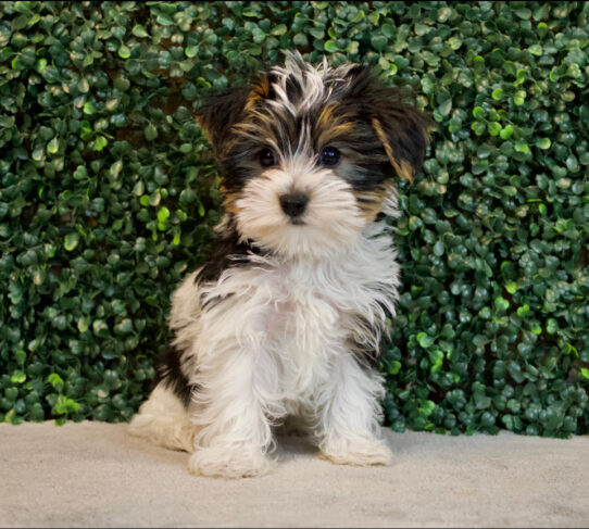 [#251-02] Black White / Tan M Yorkshire Terrier Puppies for Sale