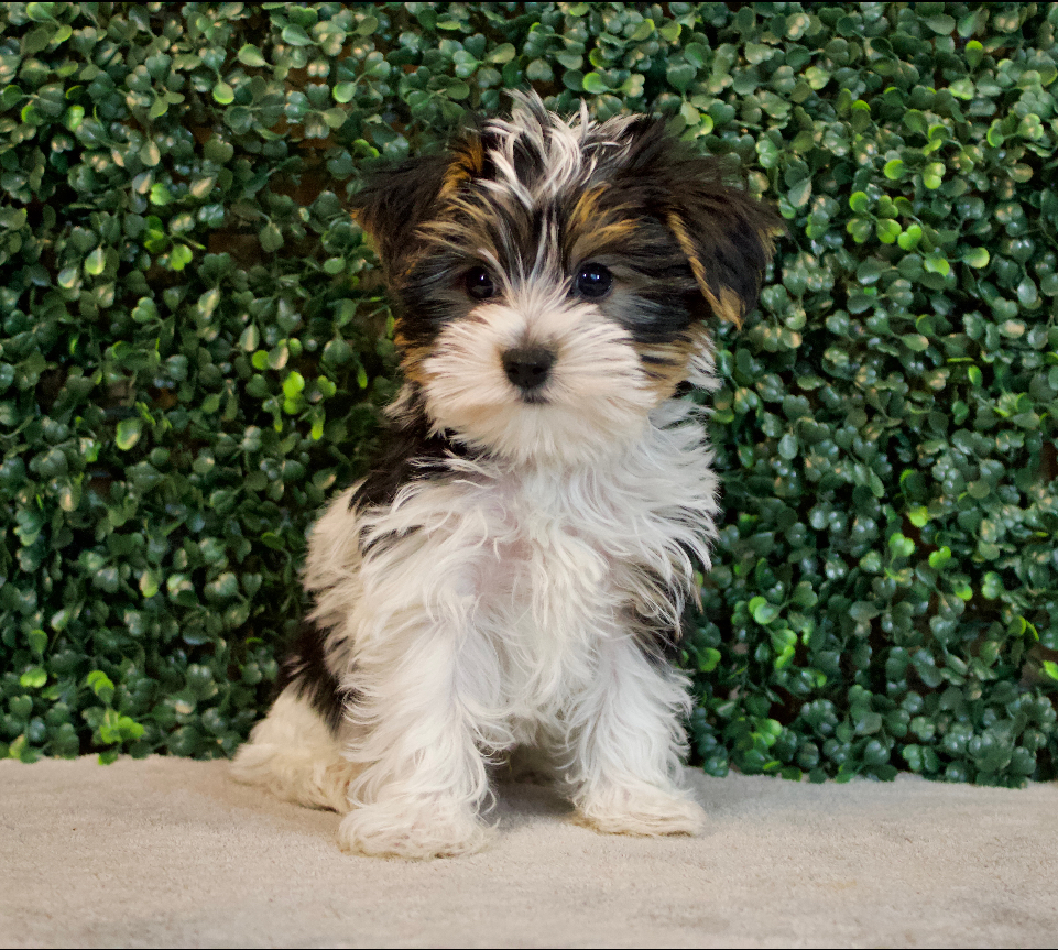 Yorkshire Terrier - 4748 Image #1