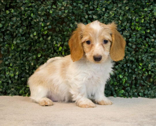 Dachshund-Dog-Male--4751-Tiny Paws