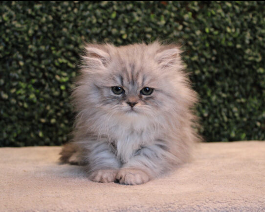 Persian-Cat-Female--4759-Tiny Paws