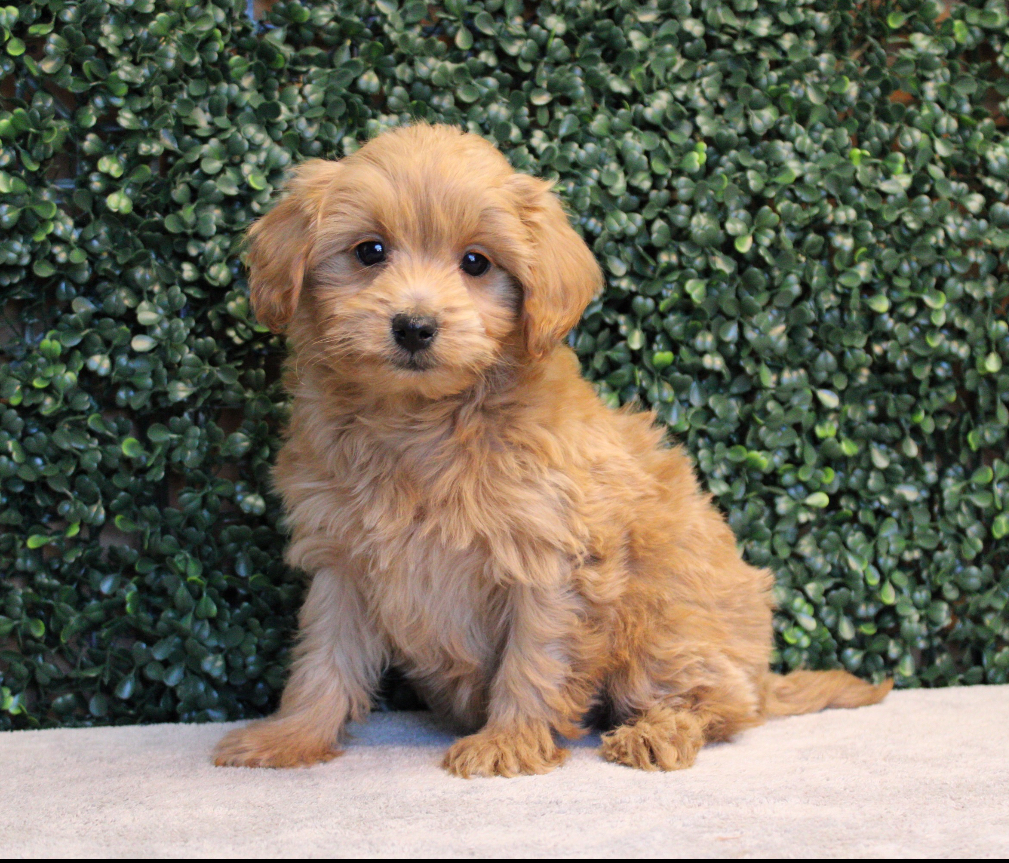 4765-F1b Micro Goldendoodle Image #1