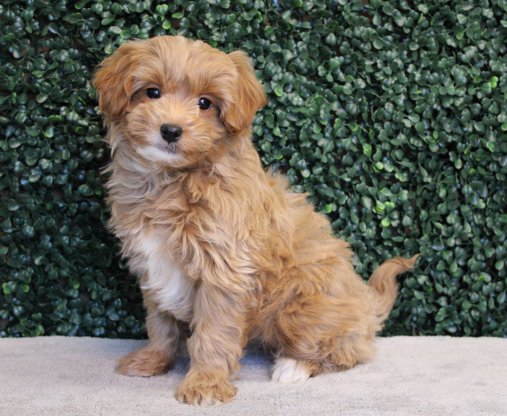 4766-F1b Micro Goldendoodle Image #1