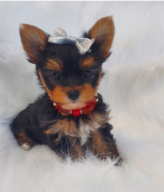 Teacup Yorkie-Dog-Male--4773-Tiny Paws