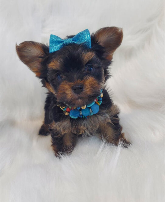 Teacup Yorkie-Dog-Male--4780-Tiny Paws