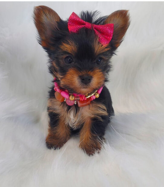 Teacup Yorkie-Dog-Female--4775-Tiny Paws