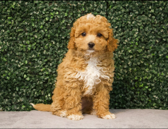 Poodle Mini/Cavapoo-Dog-Female--4785-Tiny Paws