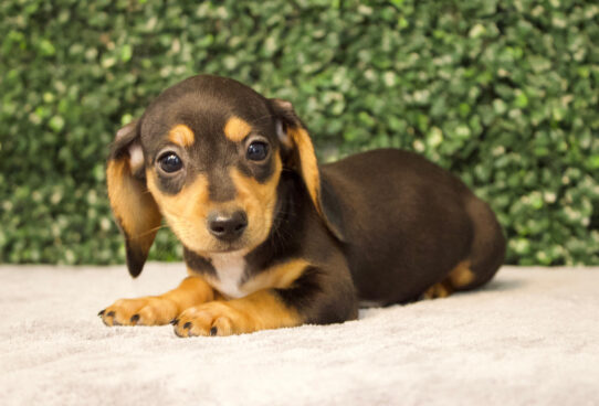 Dachshund-Dog-Female--4783-Tiny Paws