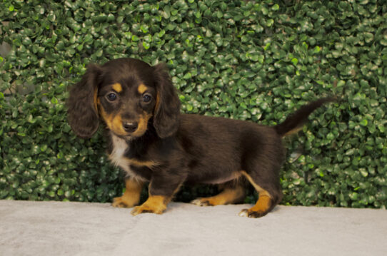 Dachshund-Dog-Female--4784-Tiny Paws
