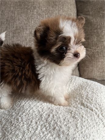 Shorkie-Dog-Male--4764-Tiny Paws