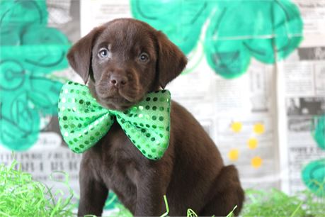 4760-Labrador Retriever Image #1