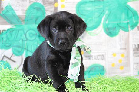 Labrador Retriever-Dog-Female--4761-Tiny Paws