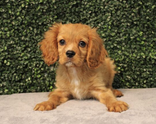 Cavalier King Charles Spaniel-Dog-Male--4790-Tiny Paws