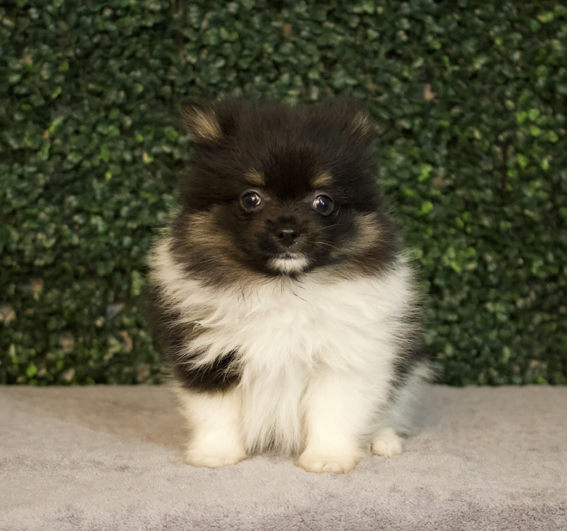 Teacup Pomeranian - 4794 Image #1