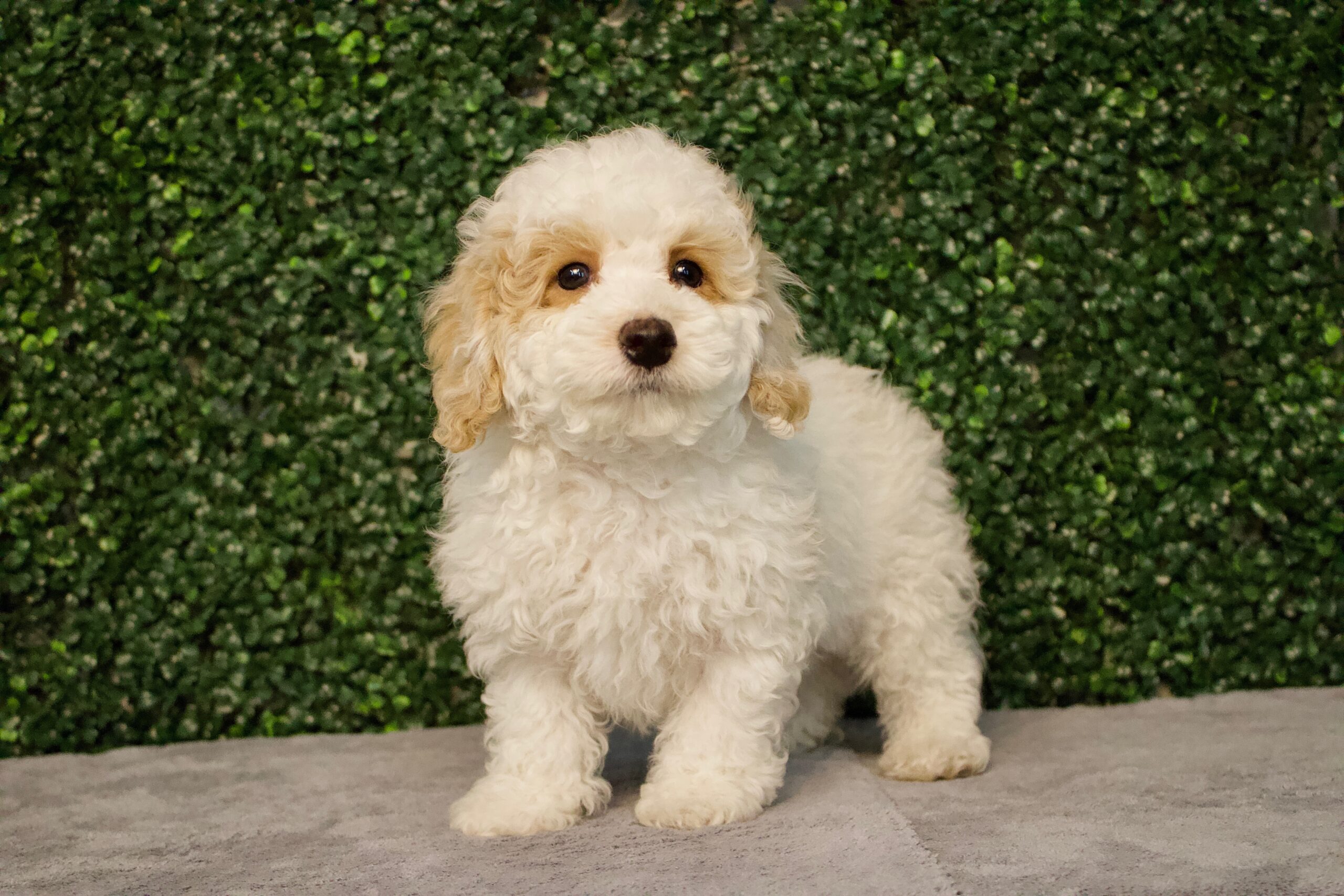 4817-CockaPoo Image #1