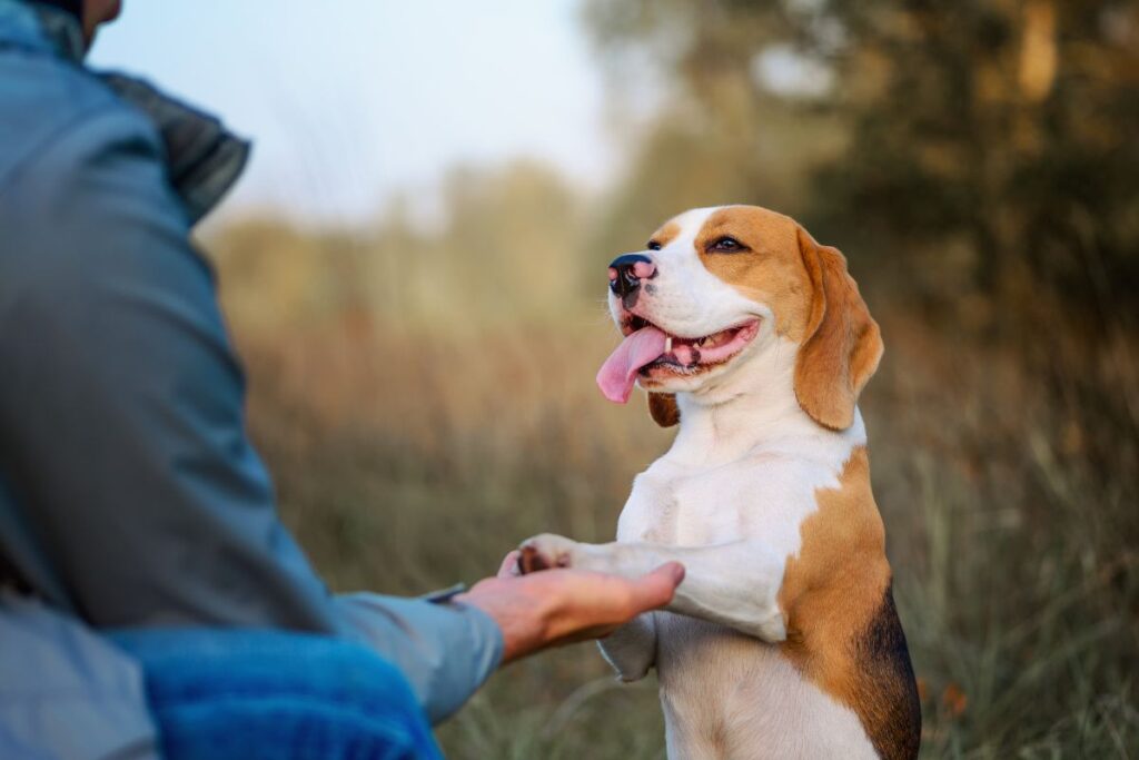 train your puppy