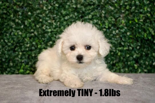 [#25726-07] White F Bichon Frise Puppies for Sale