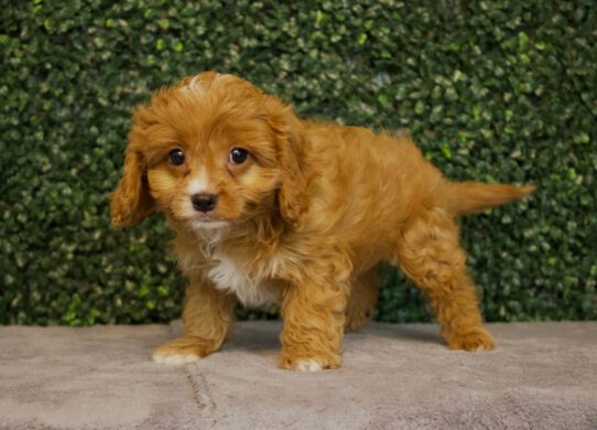 [#25567-01] Red M Poodle Mini/Cavalier King Charles Spaniel Puppies for Sale