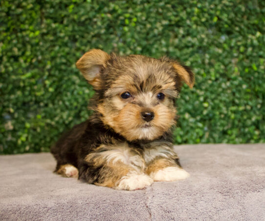[#25630-02] Black / Tan M Pomeranian/Yorkie Puppies for Sale