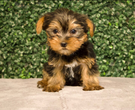 [#25630-03] Black / Tan F Pomeranian/Yorkie Puppies for Sale