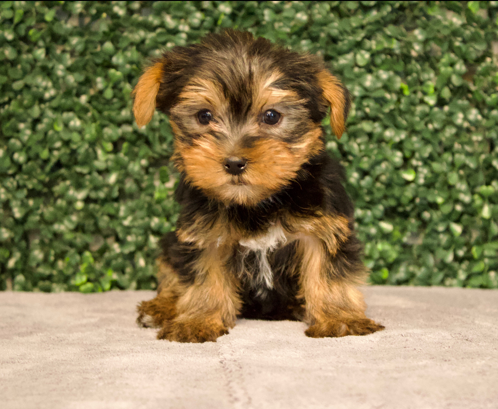 Pomeranian/Yorkie - 4826 Image #1
