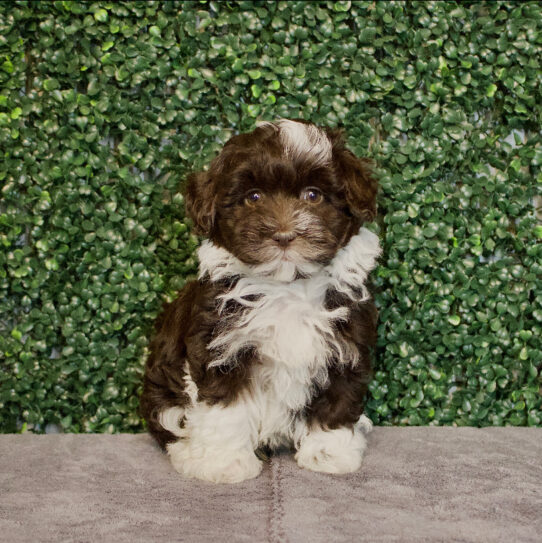 [#25632-01] Chocolate / White M Havanese Puppies for Sale
