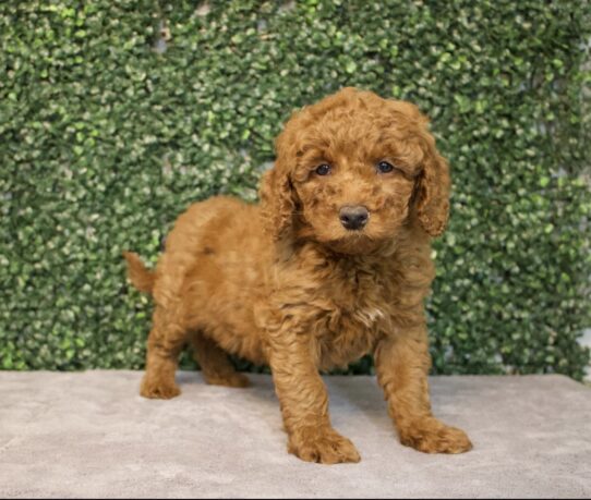[#25731-02] Red M Poodle Mini/Goldendoodle 2nd Gen Puppies for Sale