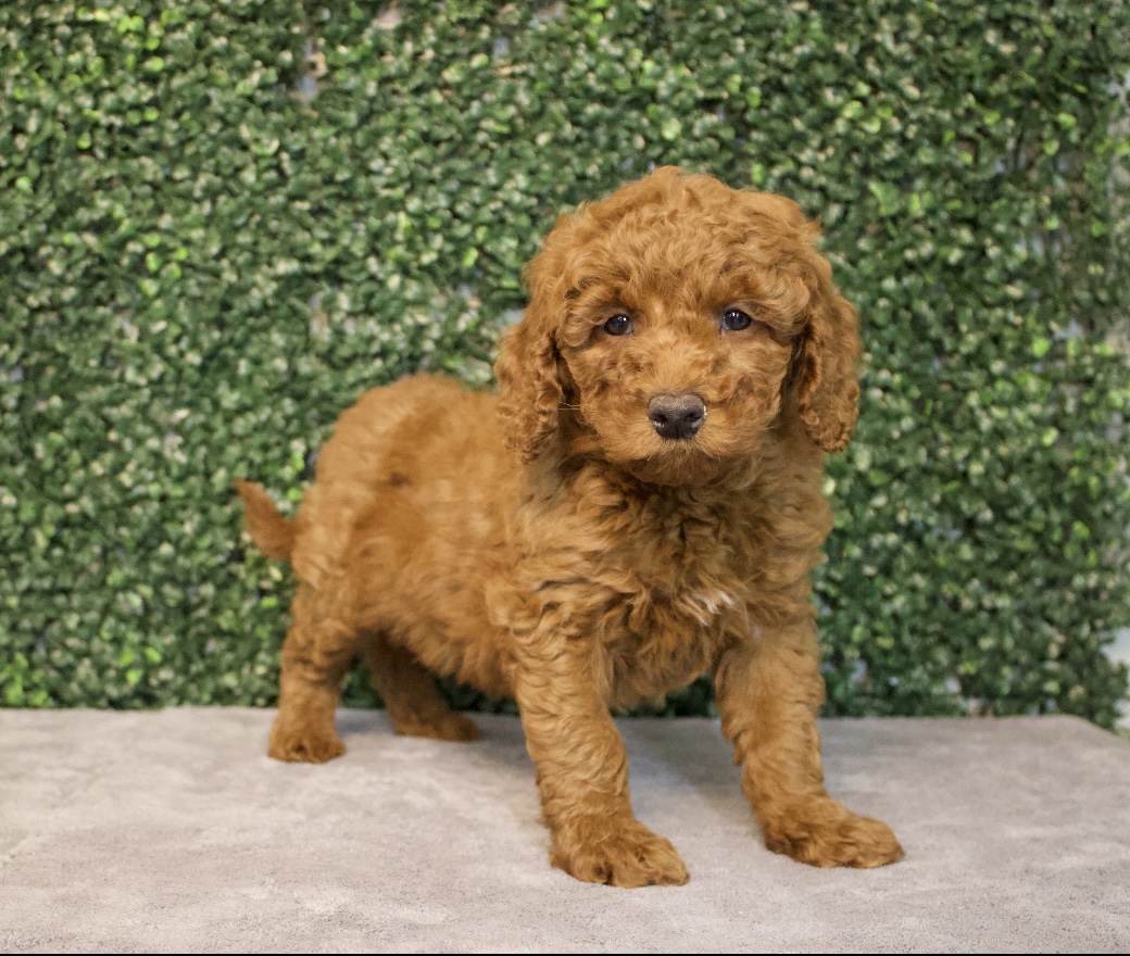 Poodle Mini/Goldendoodle 2nd Gen - 4831 Image #1