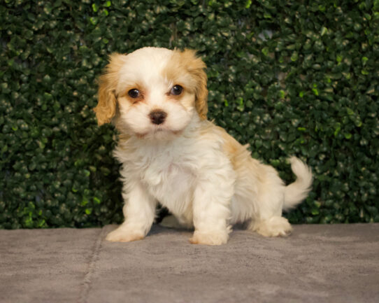 [#25634-03] Blenheim / White M Cavachon Puppies for Sale