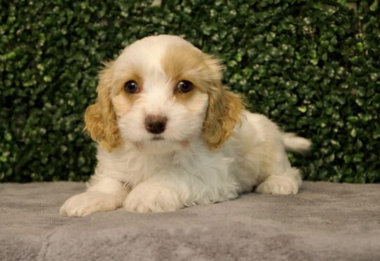 [#25634-05] Blenheim / White F Cavachon Puppies for Sale