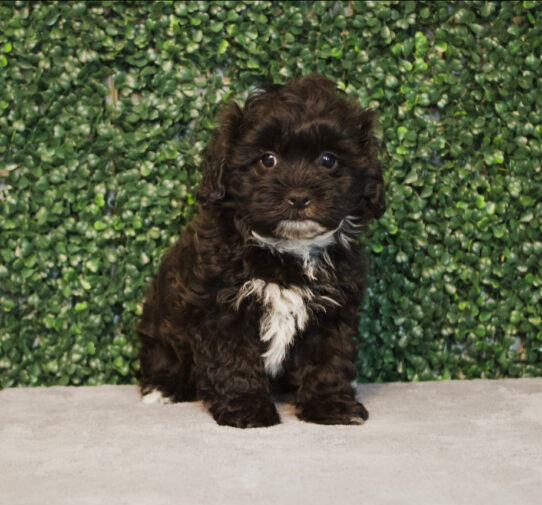 [#25615-01] Brindle / White M ShizaPoo Puppies for Sale