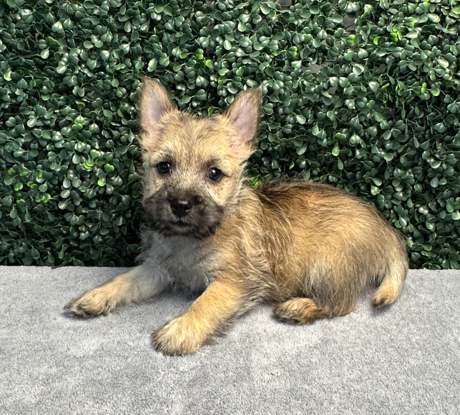 Cairn Terrier - 4832 Image #1